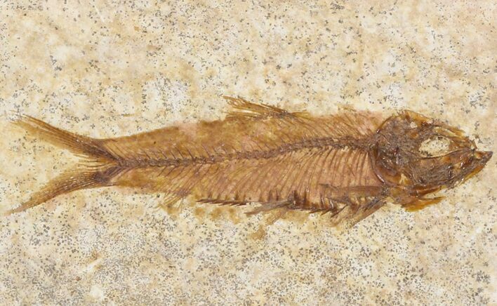 Small Knightia Fossil Fish - Wyoming #41041